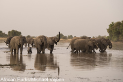 Wildlife Trafficking and Poaching - A Threat to Animals, Atrocity Prevention, and Transparency